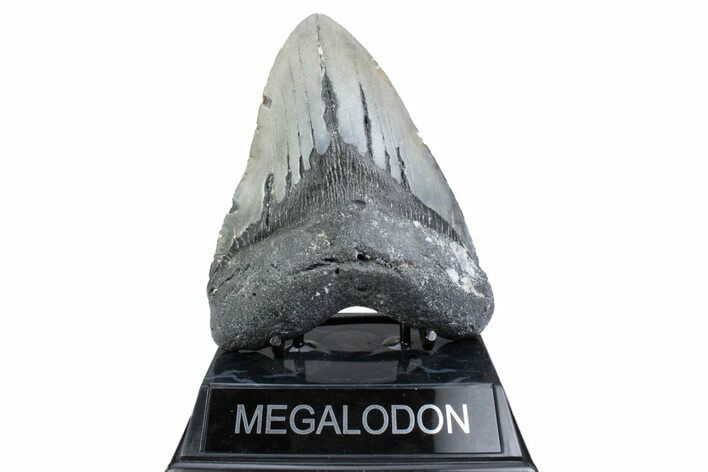 Fossil Megalodon Tooth - North Carolina #381353